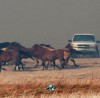 Prairie fire destroys horse training facility Prairie fire destroys horse training facility