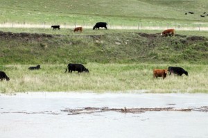 MD of Willow Creek residents are urged to move livestock away from creeks, rivers and tributaries while a state of emergency is in effect.