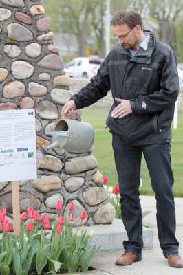 Deputy Mayor Brent Feyter waters some of the tulips planted last fall in the Fort Macleod Town Square. 