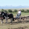 horse-drawn raking