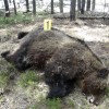 blairmore grizzly
