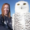 snowy owl