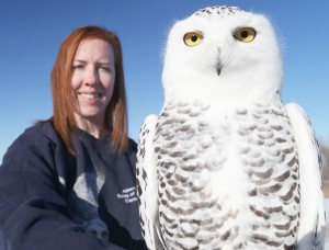 snowy owl