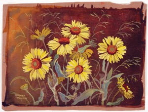 Annora Brown's painting of Gallardia. Photo courtesy the Glenbow Museum.