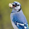 blue jay