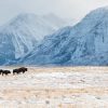 waterton bison