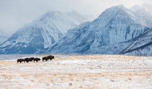 waterton bison