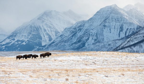 waterton bison