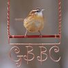 carolina wren