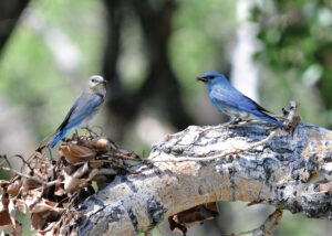 mountain bluebirds