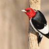 A redheaded woodpecker