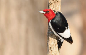 A redheaded woodpecker