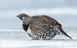 spruce grouse