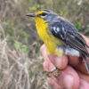Adelaide’s warbler