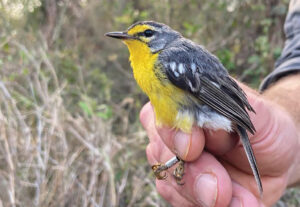 Adelaide’s warbler