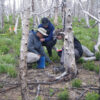 plant survey after kenow wildfire