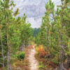 trail improvements