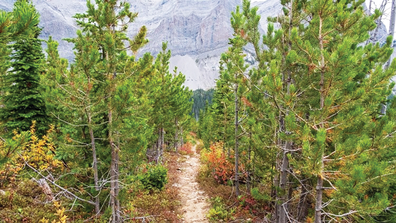 trail improvements