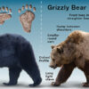 grizzly bears infographic