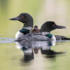 A loon family
