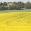 field of blooming canola
