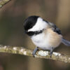 A black-capped chickadee