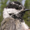 Mountain Chickadee