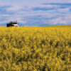 rural landscape