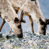 caribou