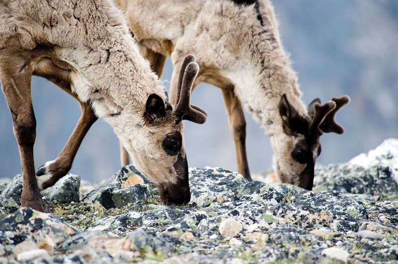 caribou