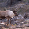 woodland caribou