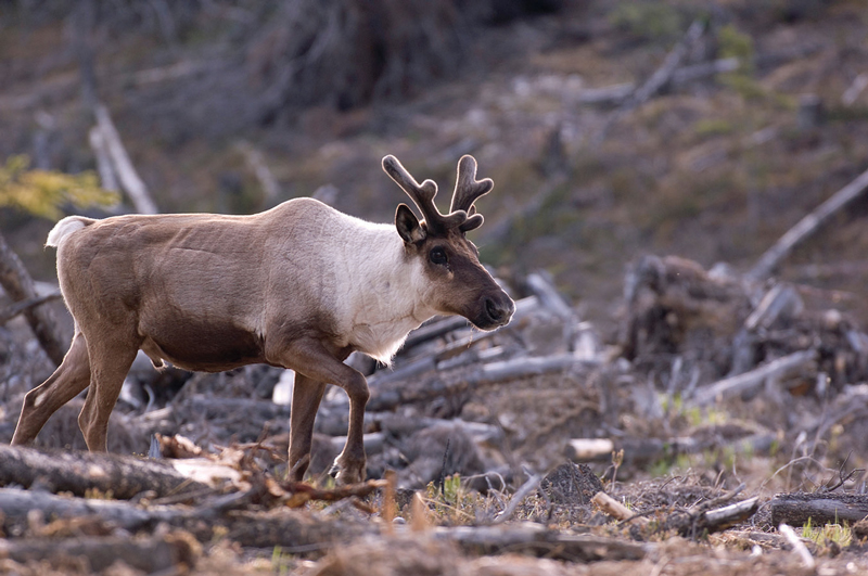 woodland caribou