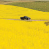 canola