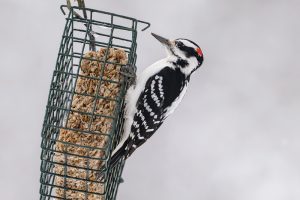 Hairy Woodpecker
