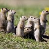 Richardson’s ground squirrels