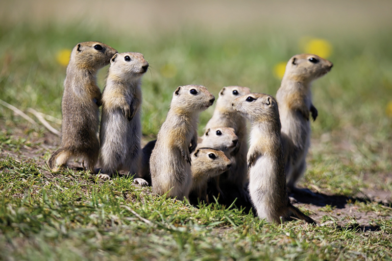 Richardson’s ground squirrels